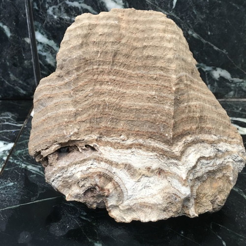 Unknown fossil as seen