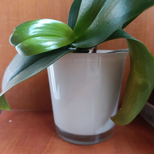 Glass cylindrical planter pot