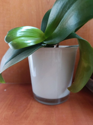 Glass cylindrical planter pot