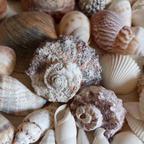 Natural seashell collection, various sizes and shapes, 2kg