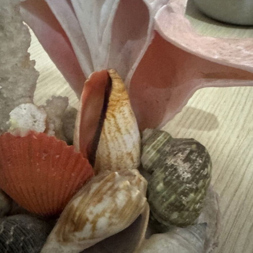 Decorative piece with shells and corals like new