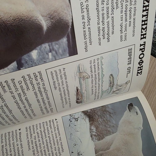 Children's Book The Polar Bear like new, educational