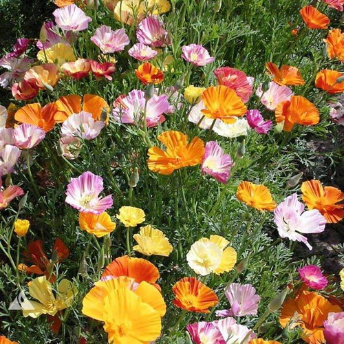 California Poppy Ballerina flower seeds, mix of colors