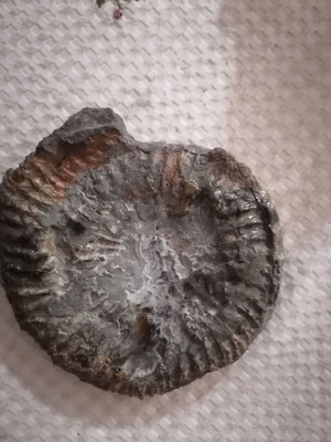 Ammonite natural rock new, size 17x17