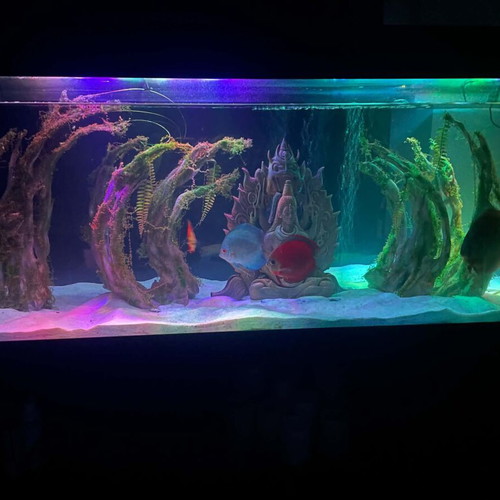 Handmade aquarium decoration like new, acrylic colors