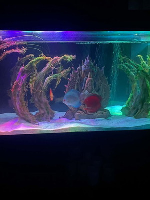 Handmade aquarium decoration like new, acrylic colors