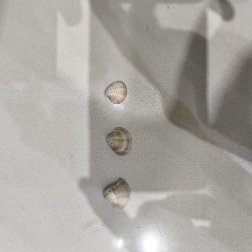 Wild sea shells collection