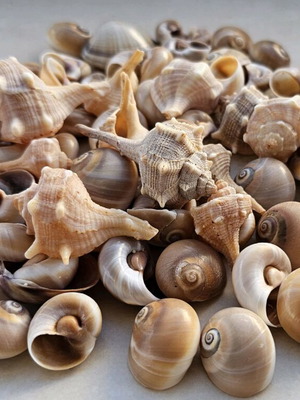 Vase with 2 types of shells new for decoration or crafts