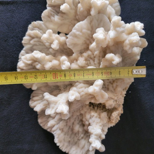 White coral like new