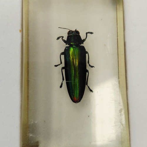 Deagostini insect collection used with plastic case
