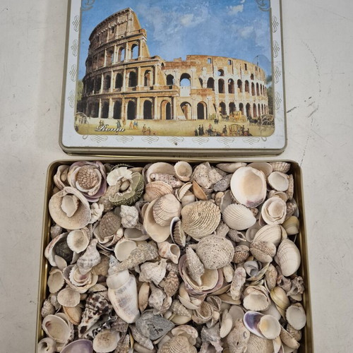 Natural seashell collection in metal box with Colosseum design, new