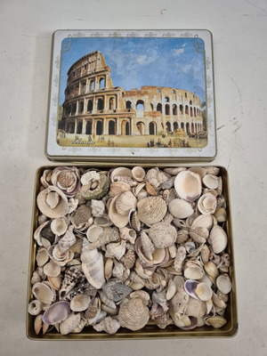 Natural seashell collection in metal box with Colosseum design, new