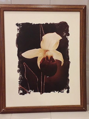 Употребявана картина 56,5 x 46 см с рамка