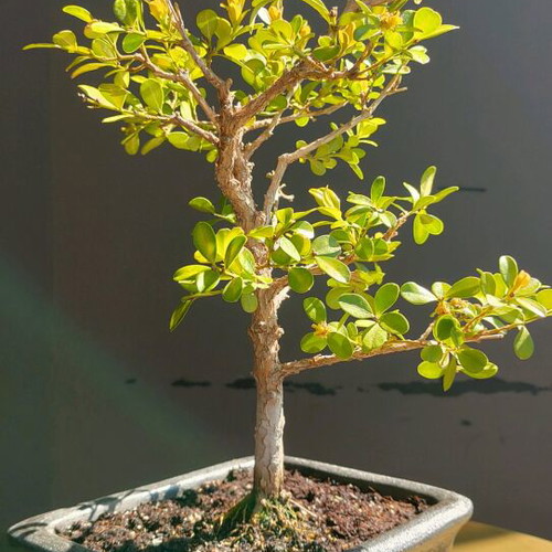 BONSAI  buxus
