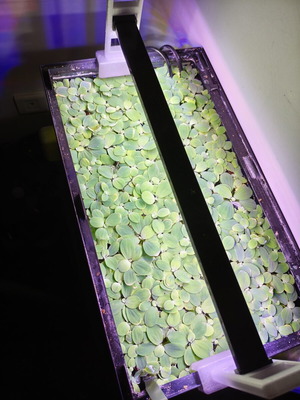 Pistia stratiotes υδρόβιο μαρούλι καινούργιο, φυσική σκίαση ενυδρείου