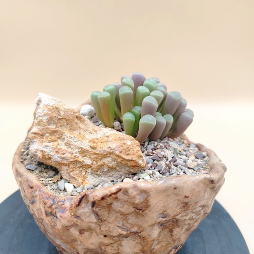 Fenestraria rhopalophylla succulent in handmade pot