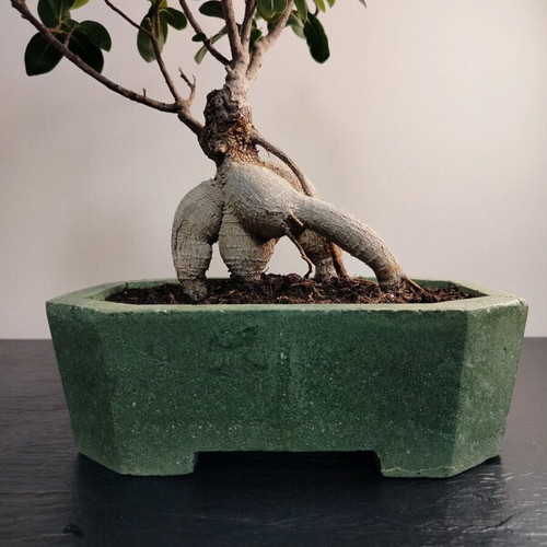 Bonsai Ficus Ginseng 10 Years Care in Handmade Eco Pot