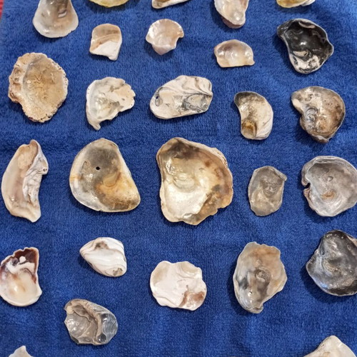 Rare shell fragments set of 30, like new, varnished for jewelry making