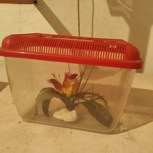 Aquarium used suitcase with one plant