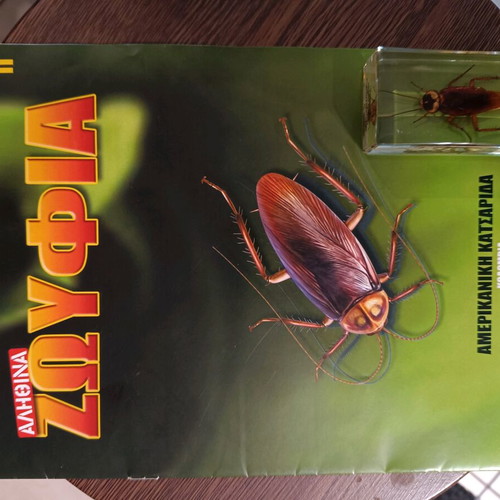 Alithina Zofyia Issue 11 used