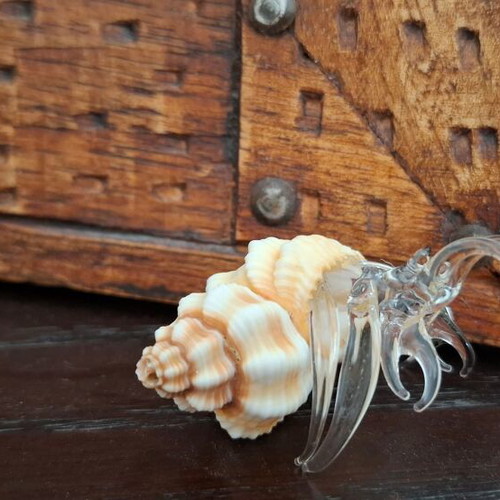 Decorative collection of real shells with crystal new