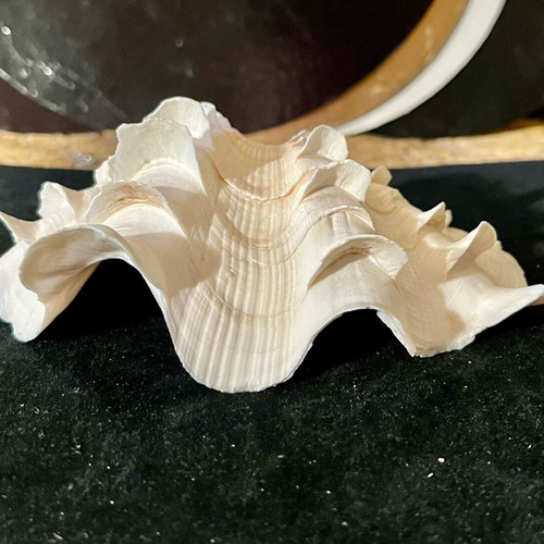 Natural large shell used