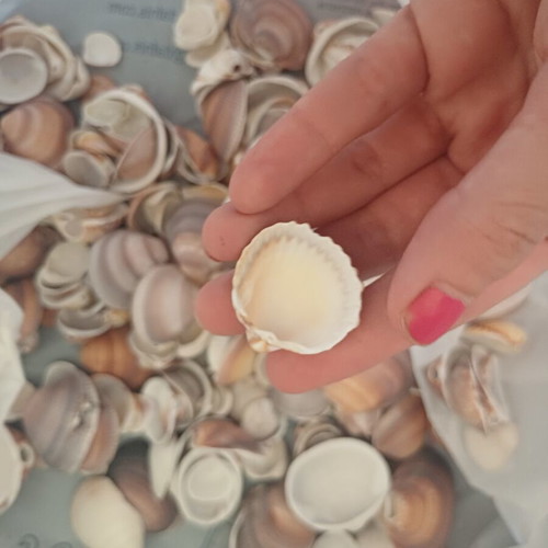 Natural seashells pack 1.5 kg for crafts and decoration