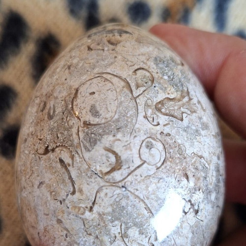 Decorative dinosaur egg from fossil limestone, new
