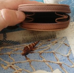 Leather coin wallet new brown