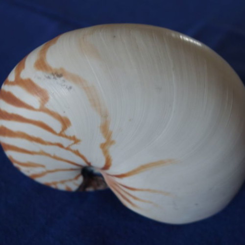 Decorative Nautilus Pompilius shell used