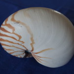 Decorative Nautilus Pompilius shell used