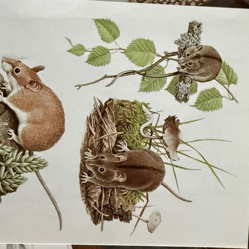 Artis Historia Vintage Mammals Illustration Lot, 120 Prints, 1971