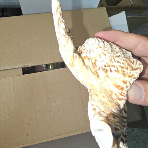 Natural Lambis Harpago Chiragra seashell used, coastal decor