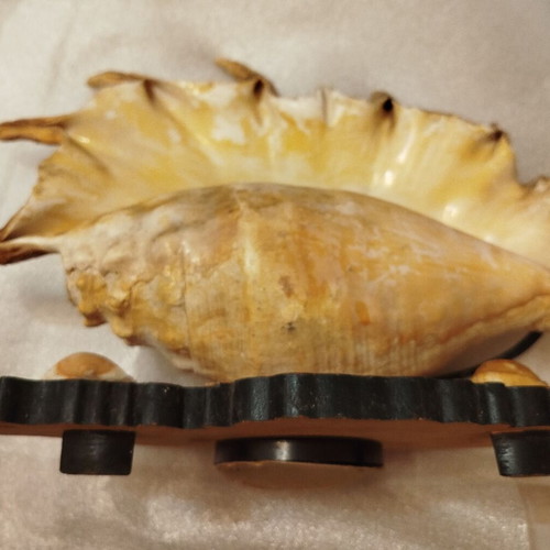 Vintage shell lamp used from Mauritius