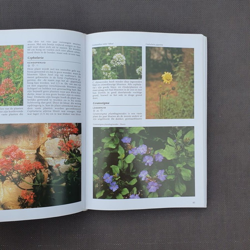 Geïllustreerde Border Planten Encyclopedie gardening book by Hanneke van Dijk