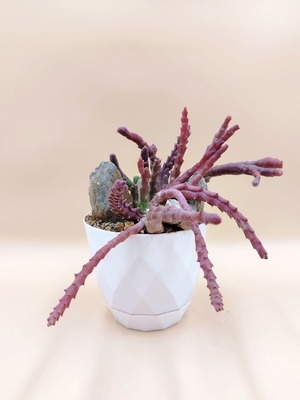 Orbea variegata παχύφυτο σε πλαστική γλάστρα