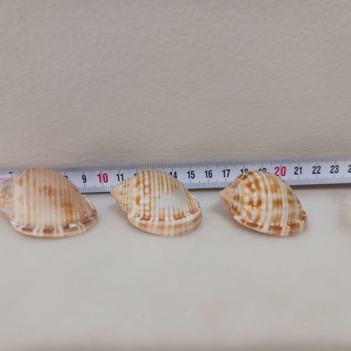3 Cassidisae shells new, rare, in perfect condition