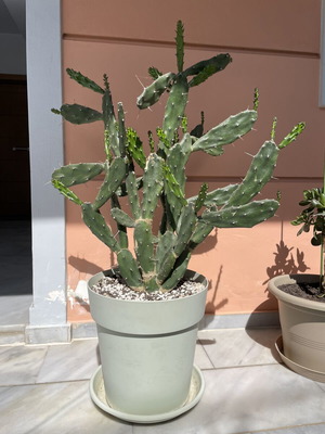 Cactus 140 cm height in large pot with drainage holes