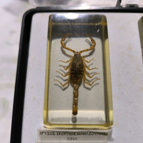Deagostini real insects used collection, 39 pieces