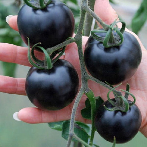 Indigo Rose Russian Black Tomato Seeds, pack of 20