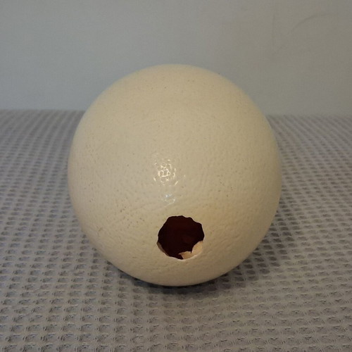 Ostrich Egg used for Decoration or Decoupage