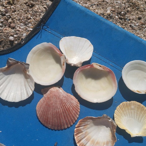 Seashells used, over 100, with seahorse and starfish