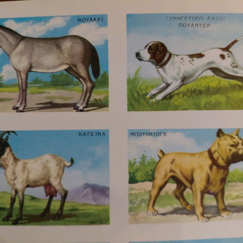 Collectible animal card by REKOU editions, 1960s, new