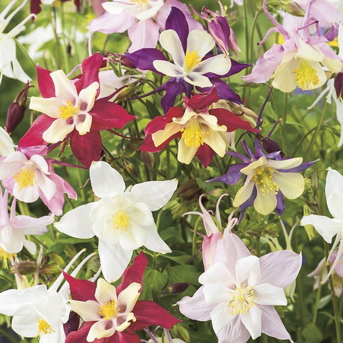 Aquilegia Vulgaris columbine flower seeds, multicolor mix, pack of 20