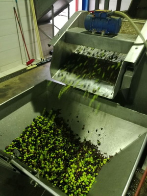 Extra virgin olive oil Agourelaio fresh harvest, new