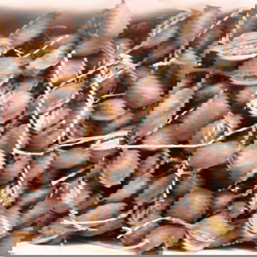 Αποξηραμένα φυτά για ντεκόρ