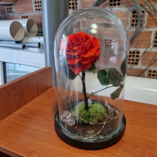 Decorative dried rose in glass bell jar with lighting strip