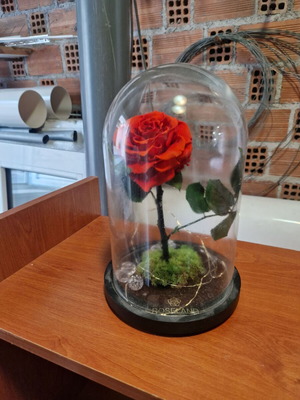 Decorative dried rose in glass bell jar with lighting strip
