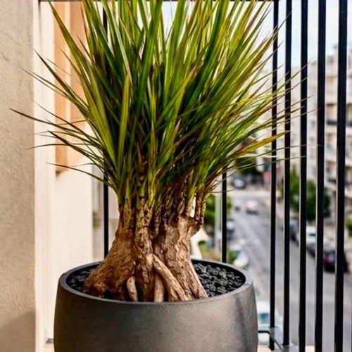 Dracaena marginata plant new, unique natural sculpture 25+ years old
