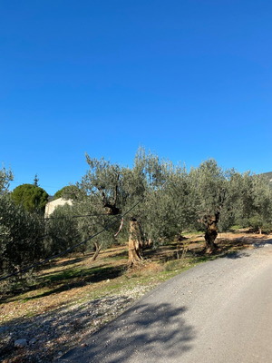 ΧΩΡΑΦΙ ΜΕ ΕΛΙΕΣ ΣΤΟΝ ΔΗΜΟ ΒΟΡΕΙΑΣ ΚΥΝΟΥΡΙΑΣ